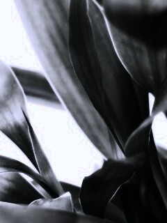 Солнечные травинки обои