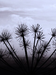 Зонтичное соцветие обои