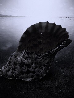 Морская раковина обои