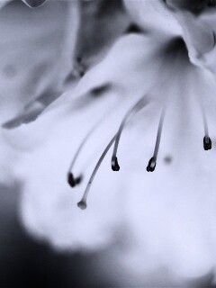 Цветок орхидеи обои