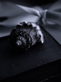 Ракушка на подарочном альбоме обои