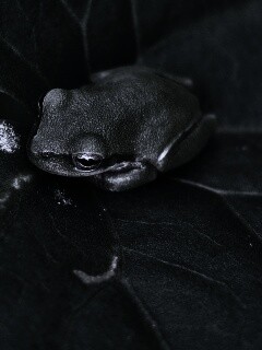 Лягушка на листике обои