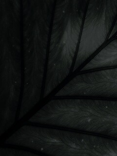 Макро фото листа обои