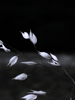 Белые полевые цветочки обои