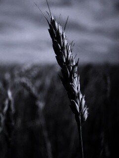 Колосок обои