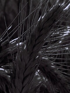 Зреющий колос обои