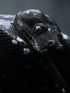 Зелёный питон обои