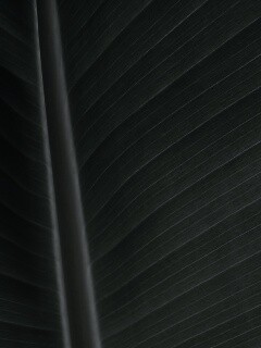 Желтый черенок листа обои