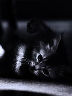 Котенок играет под стулом обои