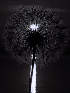 Одуванчик на закател обои