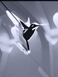 Логотип-колибри обои