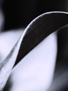 Обратаня сторона листа обои