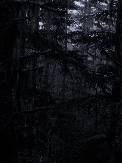 Темная чаща обои