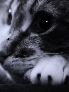 Мордочка на лапаках обои