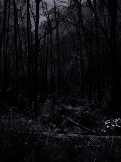 Мрачная чаща обои
