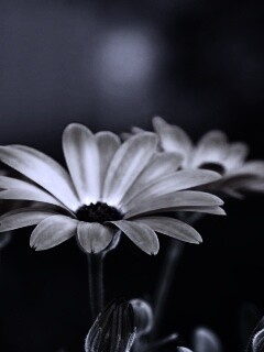 Три желтых цветка обои