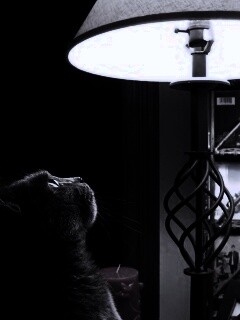 Кот смотрит под торшер обои