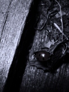 Божья коровка обои