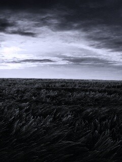 Море трав обои