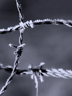 Замерзшая колючая проволока обои