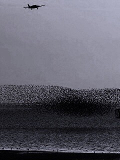 Взлетающая стая птиц обои