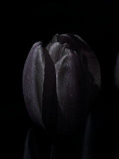 Распускающийся тюльпан обои