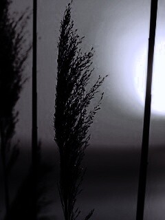 Травинка на закате обои