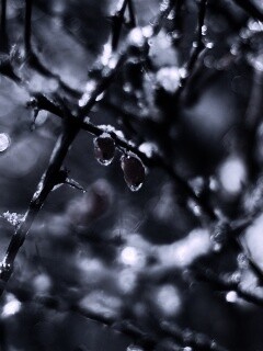 Замерзшие ягоды обои