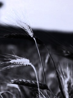 Колоски на ветру обои