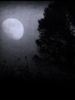 Дерево ночью обои