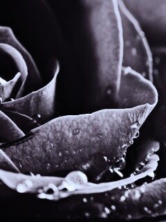 Капли на бутоне розы обои