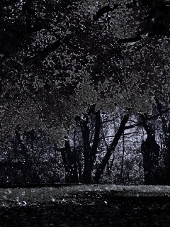 Размашистое осеннее дерево обои