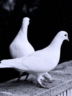 Два белых голубя обои