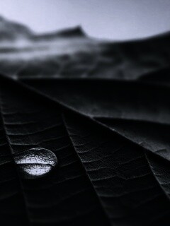 Капля на листе обои