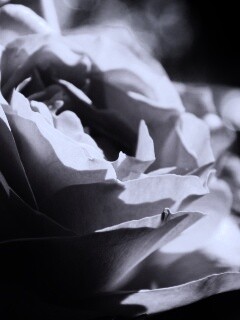 Розовая роза обои