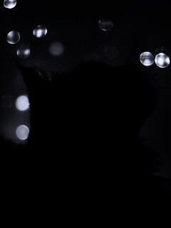 Силуэт черного кота обои