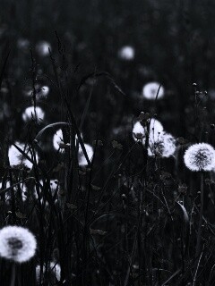 Поле одуванчиков обои