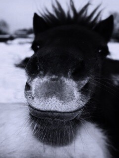 Морда пони обои