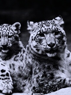 Самка снежного барса с котенком обои