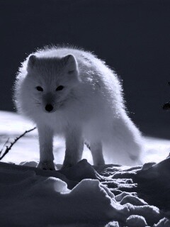 Белый песец обои