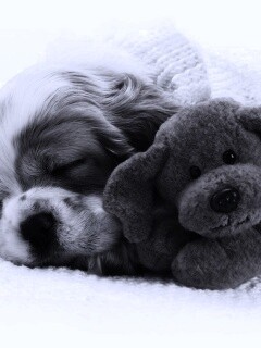 Собака спит с игрушкой обои