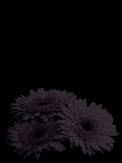 Красные герберы обои