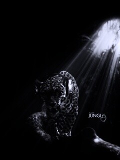 Ягуар в наушниках обои