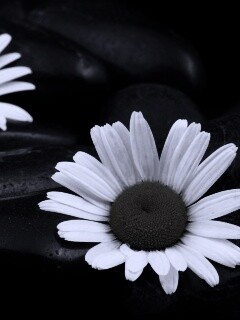 Ромашка среди гальки обои