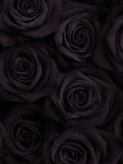 Букет красных роз обои