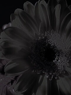 Желтый гербер обои