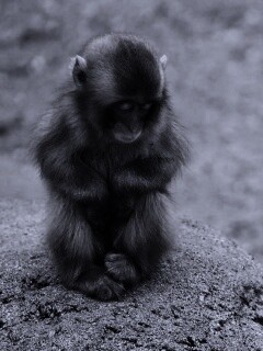 Детеныш обезьяны обои