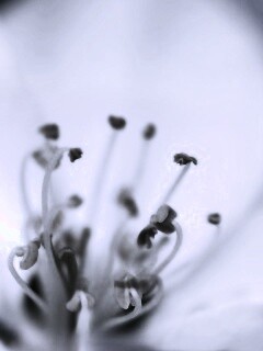 Желтые тычинки обои