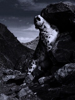 Барс чешется о камни обои