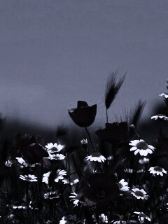 Цветы в поле обои